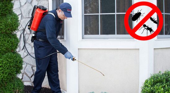 Pazarlar Böcek ve Haşere İlaçlama böcek ilaçlama ve haşere kontrolü — ilaclama-tr.com